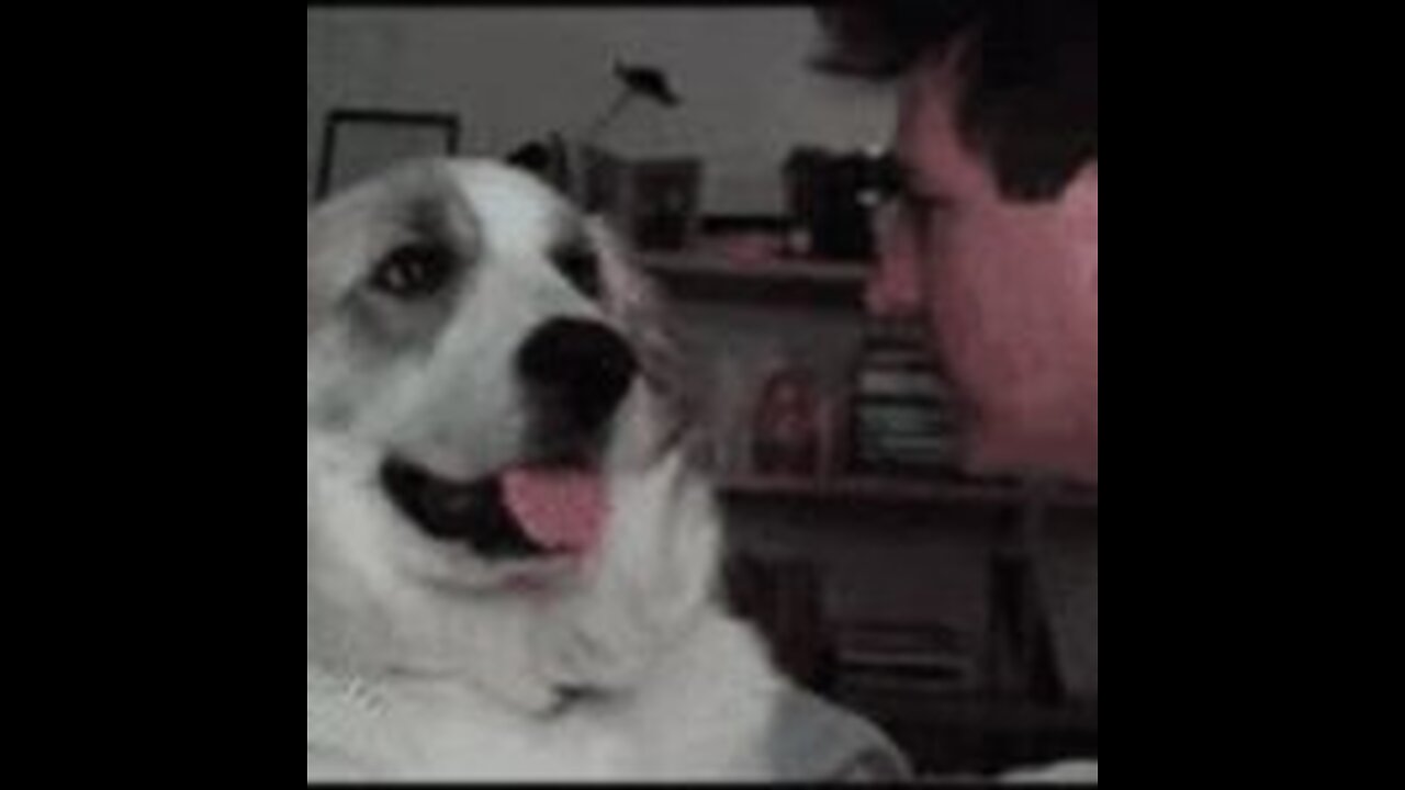 Funny Dog Slap😂🤣😜|Funny Memes|