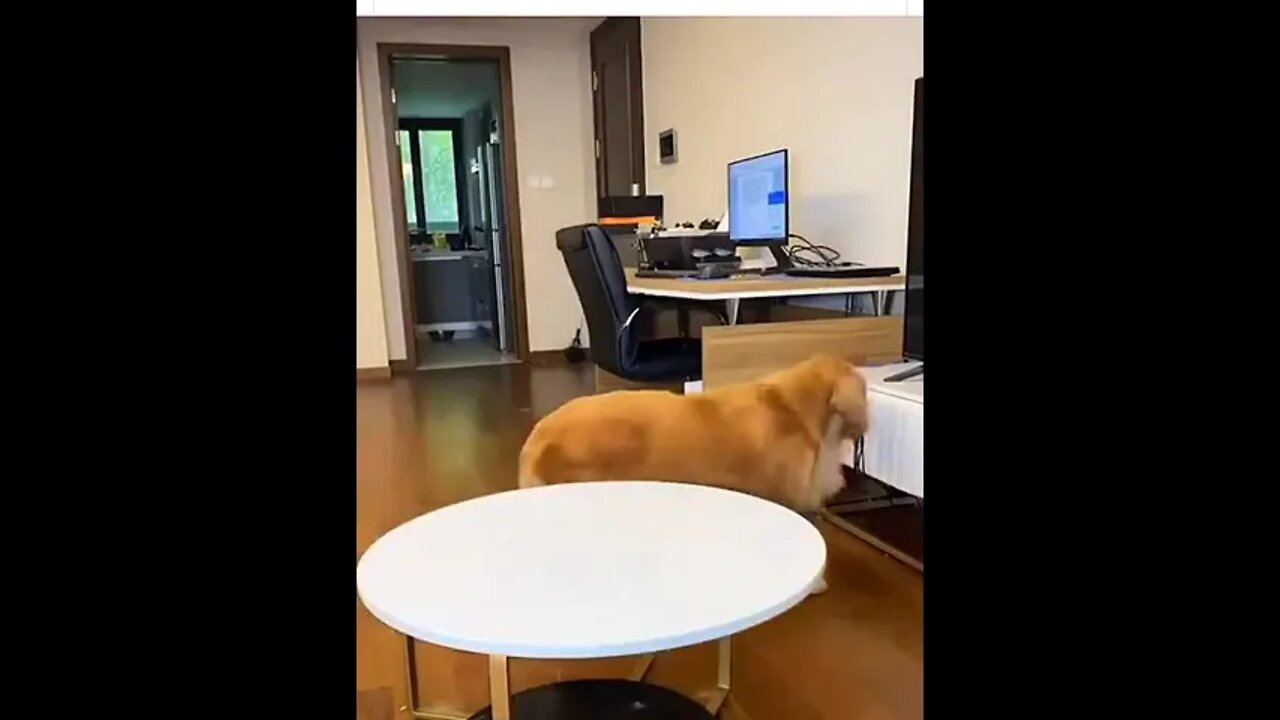 Very smart good boy! ❤️😂😂