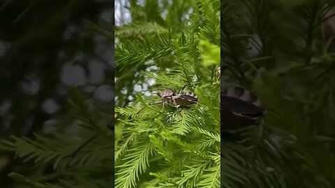 Giant Wheel Bug 😯