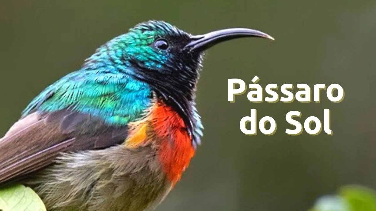 East African Double Collared Sunbirds (Pássaro do Sol)