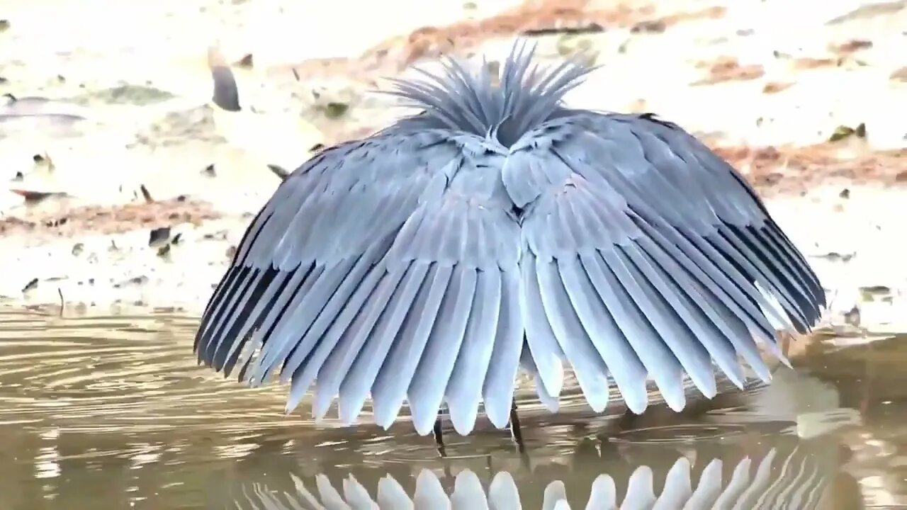 Black Heron Creating Shade