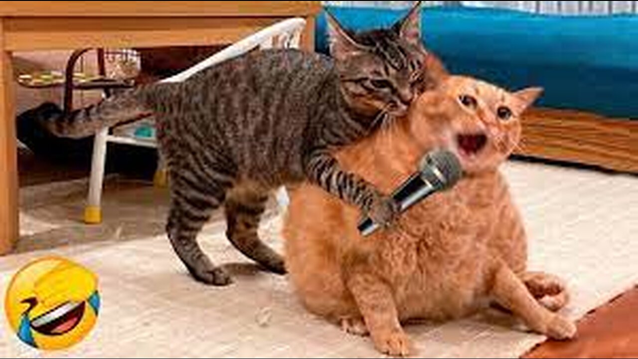 Funniest Cats and Dogs πΆπ± | Funny Animal Videos