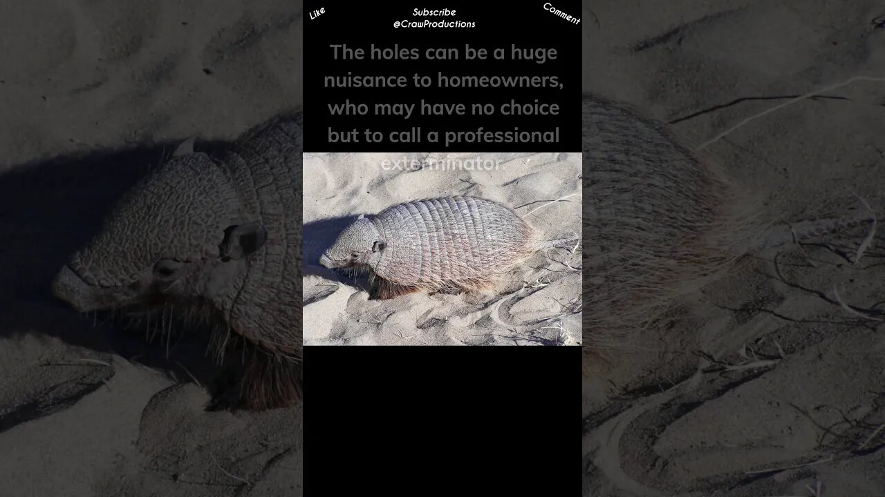 Armadillos Hunt With Their Sense of Smell #armadillo #shorts