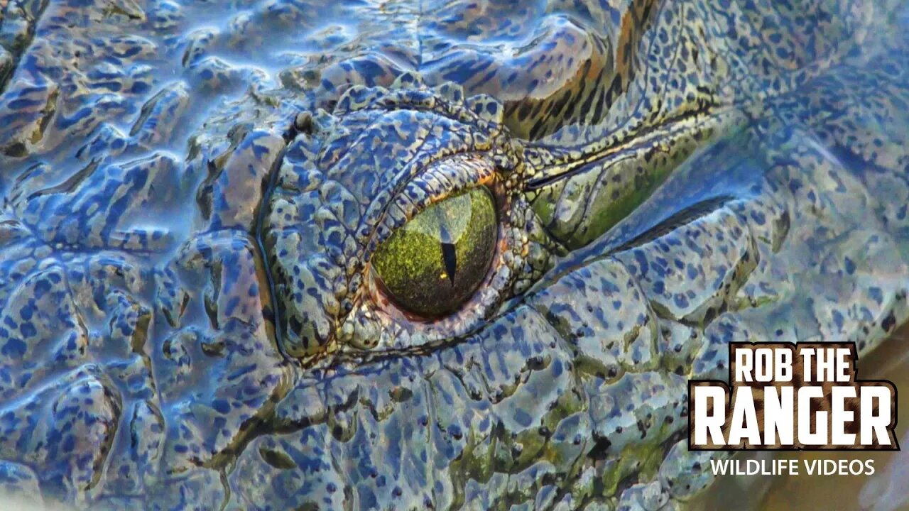 Nile Crocodiles Fishing | Shingwedzi Causeway | Kruger National Park