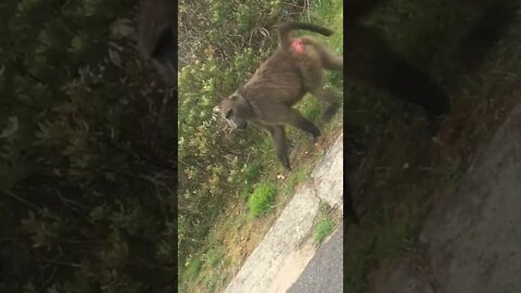 Pregnant baboon stroller #shorts #animallover