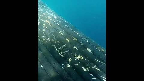 Close Encounter with Whale