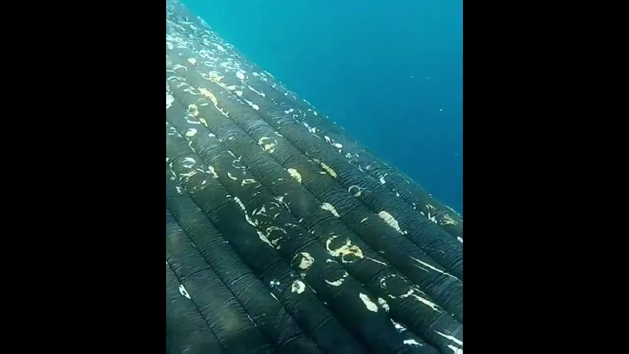 Close Encounter with Whale