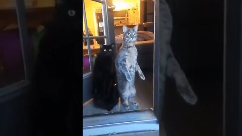 Hey neighbour what is going on! 😹