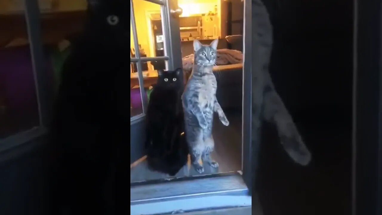 Hey neighbour what is going on! 😹