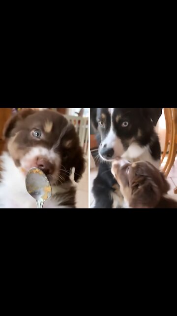 Adorable Puppy Simply Loves To Eat Peanut Butter
