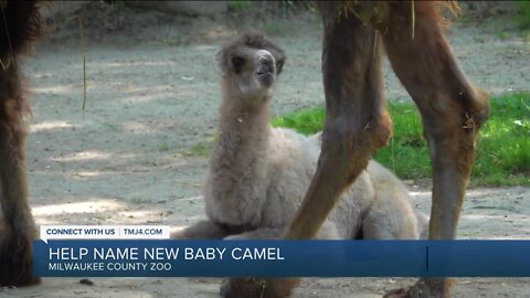 Help name the new camel at the Milwaukee County Zoo