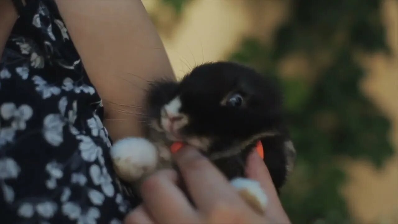 Pretty young girl holding a small bunny in her hands Wind blowing the girl s long dark hair Close