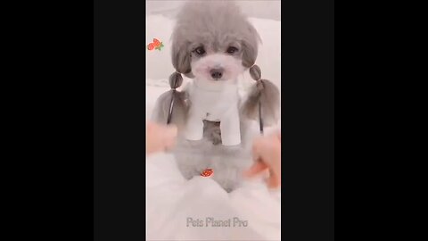 Amazing funny and uniques pet videos @Short 74 @Shorts_Full-HD