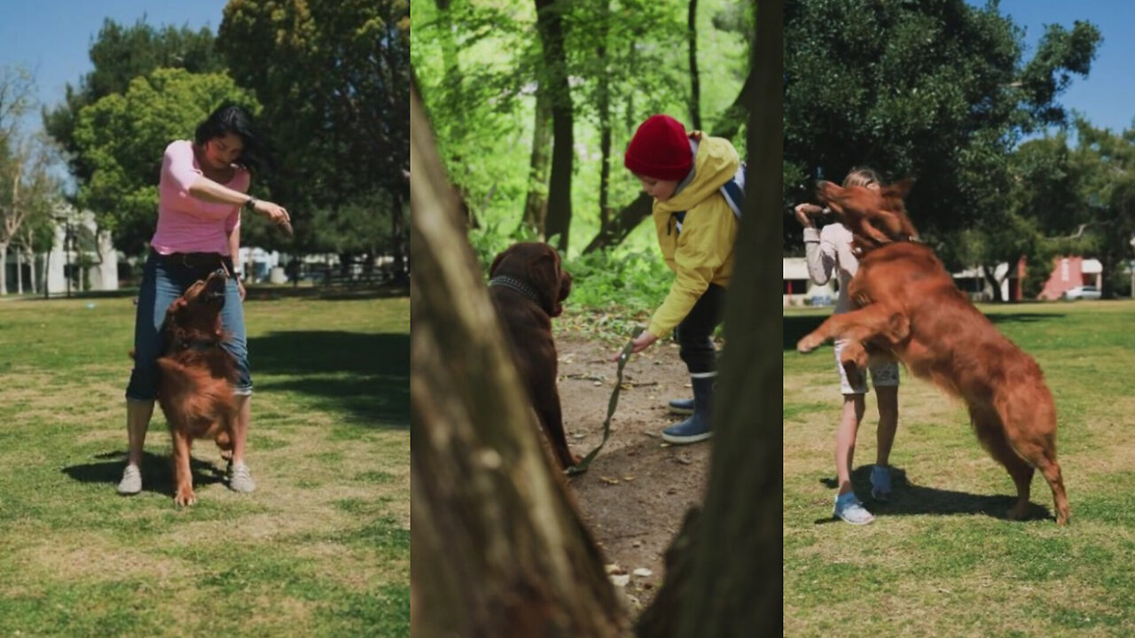 Dog and Lady play, jungle baby and dog. Most viral video on animal