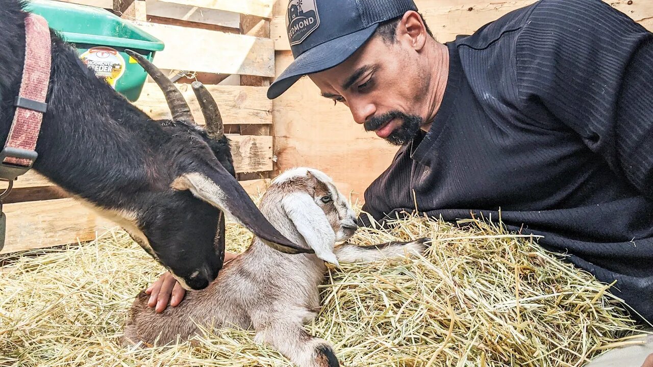 Please Nurse | Our FIRST BABY Goat