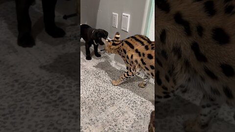 Servals meet Cane Corso Puppy!