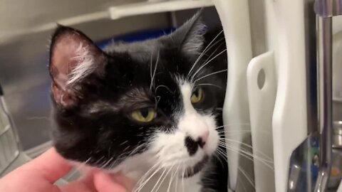 Cleveland APL Pet of the Weekend: A 4-year-old kitty named Anna