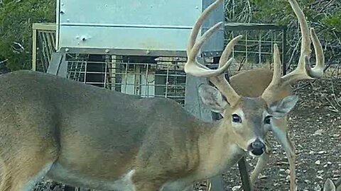 Trail cam pics whitetail bobcat axis turkey from the ranch