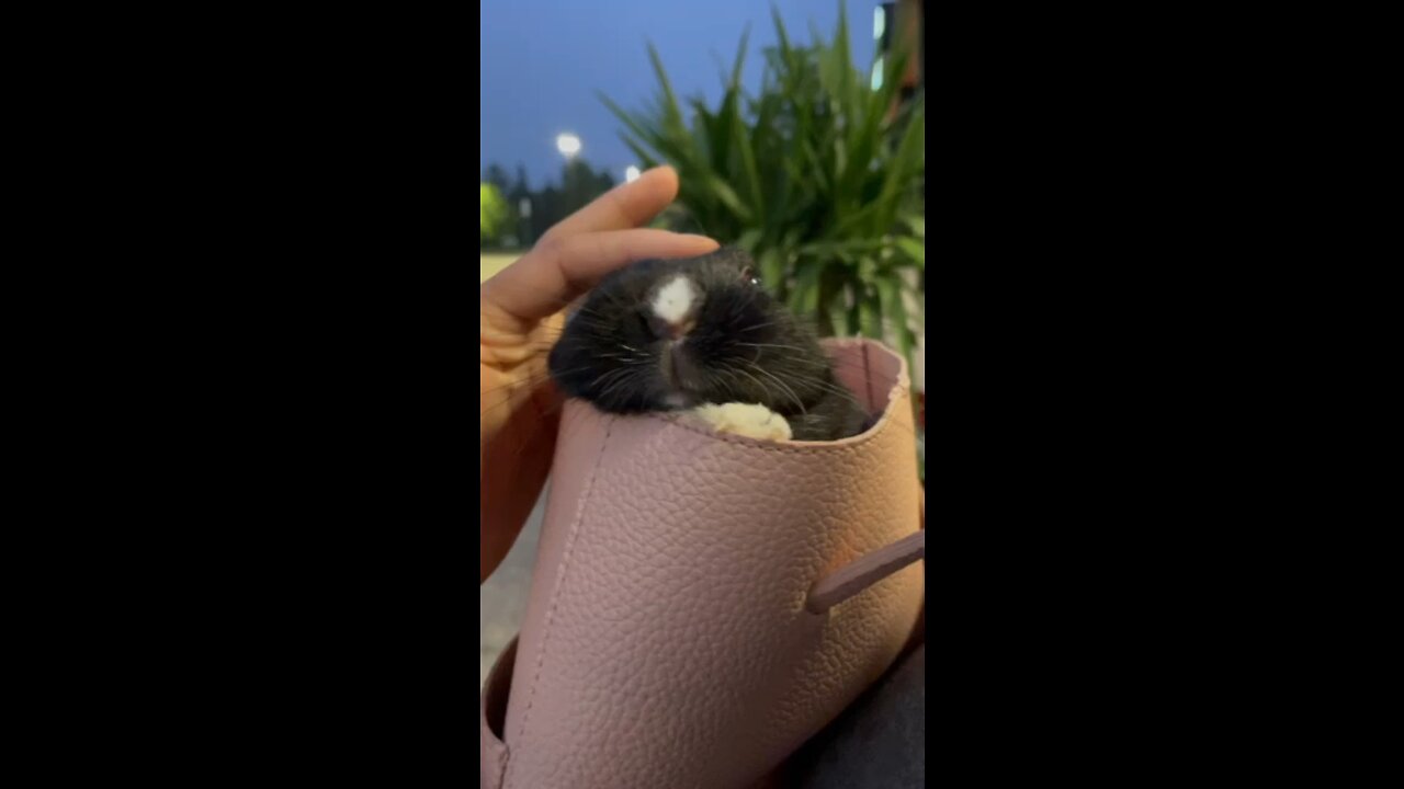 A Gentle Bunny