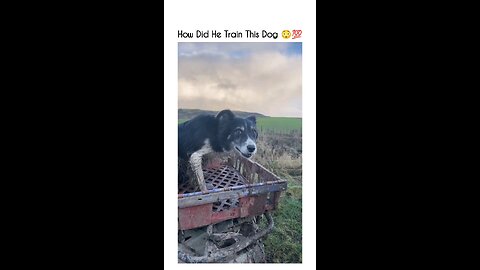 sheepdog amazing herding skills