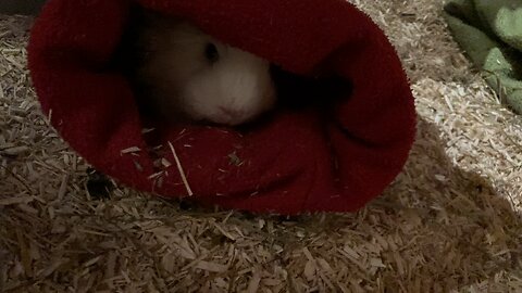 Guinea pig Fergus snuggling