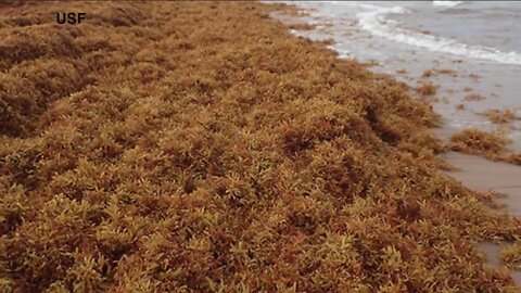 How seaweed in the Gulf could negatively imapct Florida beaches