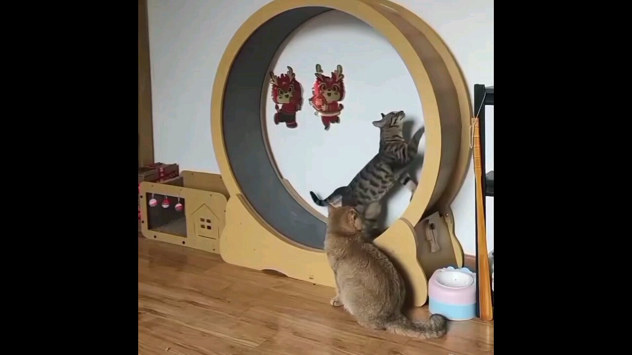 cute funny cat good exercise_🤣🤣