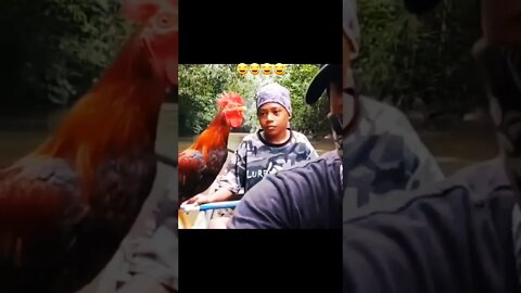 Funny cock video #shorts