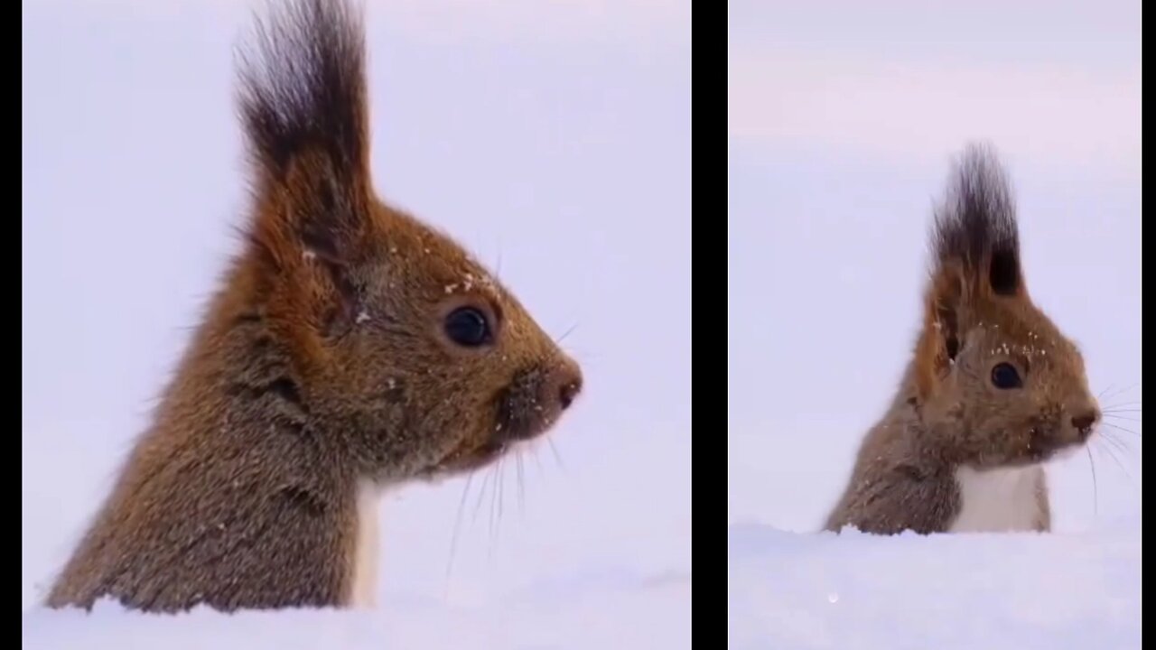 Cute little squirrels playing games