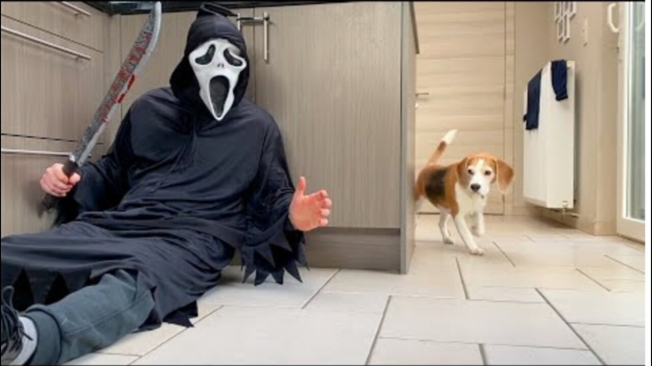 Dogs vs Ghostface Scream PRANK : Funny Beagle Dog Reactions