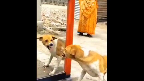 Adorable Dog’s Hilarious Reaction to Its Own Reflection! 🐶😂 #Shorts"