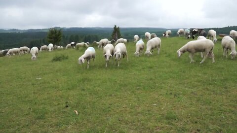 Sheep At A Farm Free Video