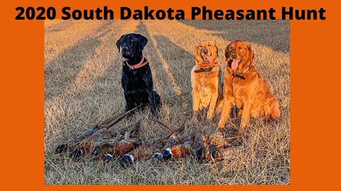 South Dakota Pheasant Hunting 2020