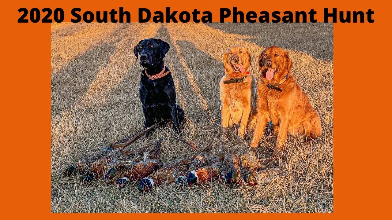 South Dakota Pheasant Hunting 2020