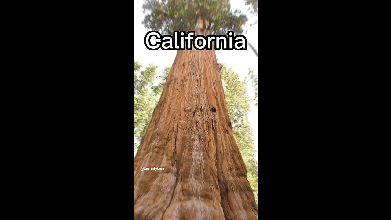 World’s tallest tree in California