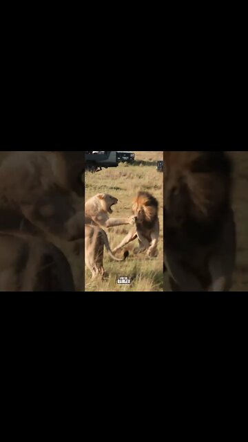 Lions Clash | #shorts