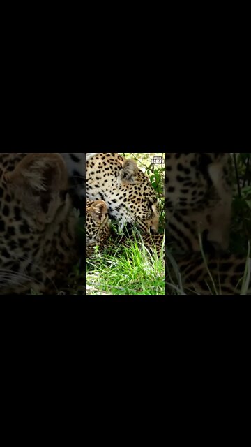 Leopard Grooming Her Cub | Saturday #shorts