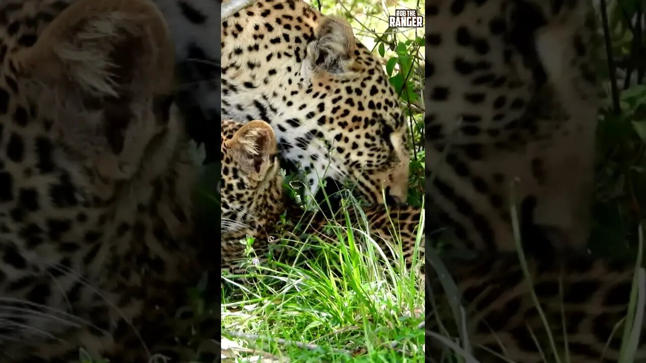 Leopard Grooming Her Cub | Saturday #shorts