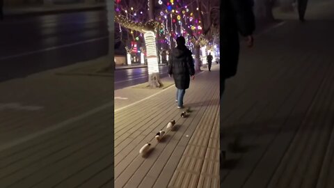 Simple Chinese Girl Has A Trained Army of Guinea Pigs Marching Though The City