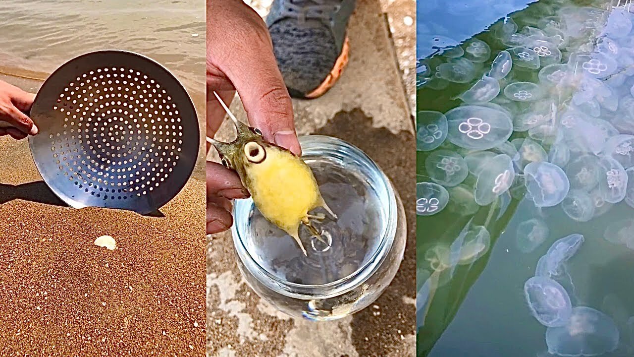 ASMR Hunting Sea Animals Around the Beach