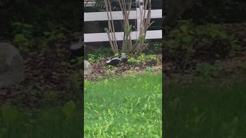 Adorable Baby Skunk 💚💙 #animallover #youtubeshorts #shorts #skunks #cute
