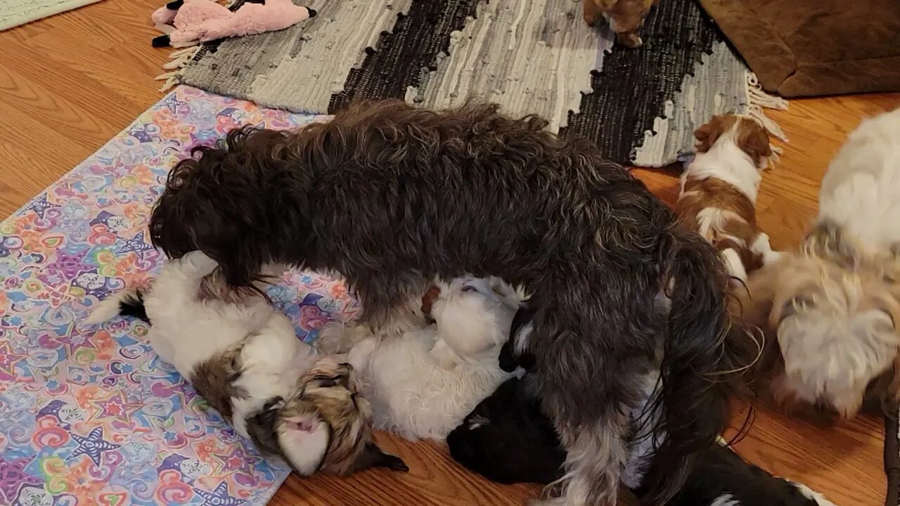 Last Romp Before Bed