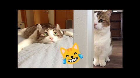 Funny Cats try not to laugt😹😹 || funniest cats video