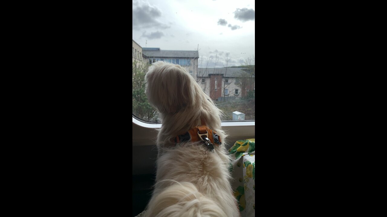 BEAUTIFUL DOG ENJOYING TRAVELLING BY TRAIN