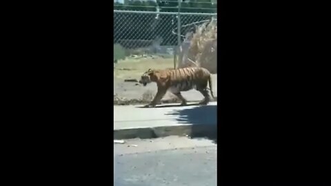 Narco Tiger Loose In Jalisco