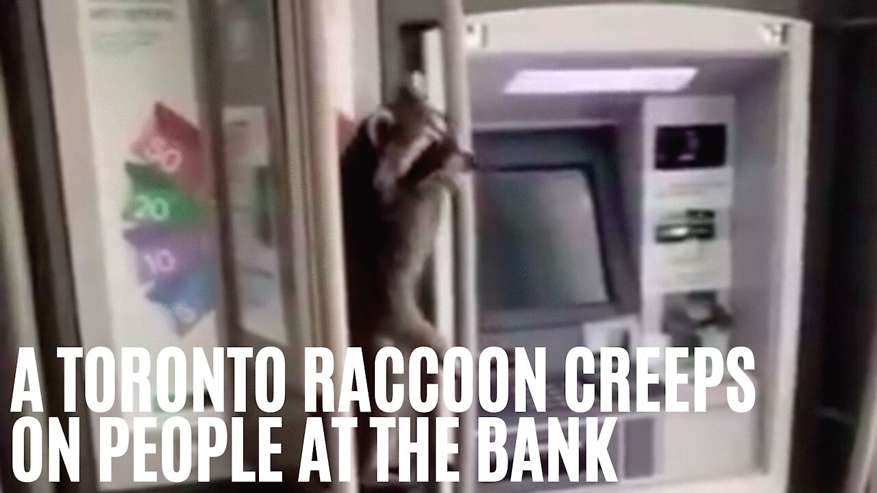 A Raccoon Creeps On Torontonians While They Withdraw Money At A TD Bank