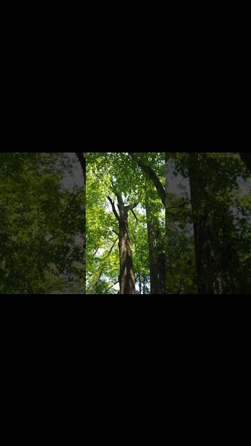 ASMR | Nature Sounds | Birds