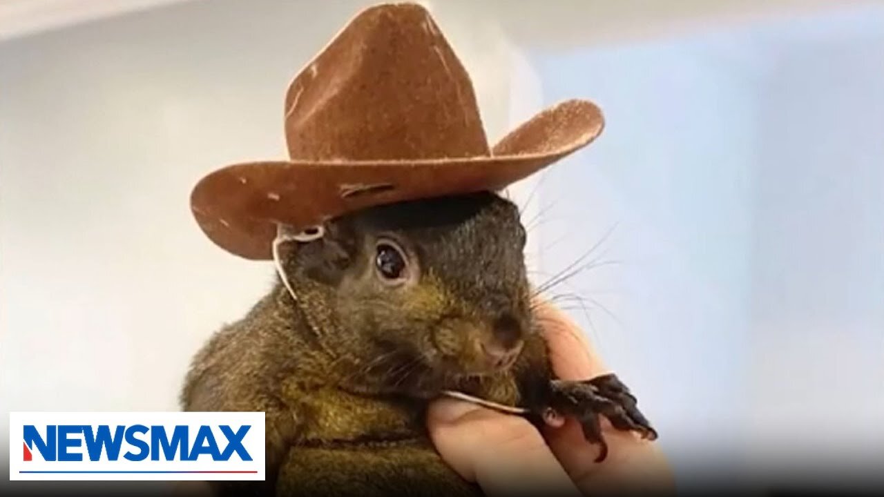 Famous pet squirrel confiscated, euthanized by authorities | Chris Plante The Right Squad