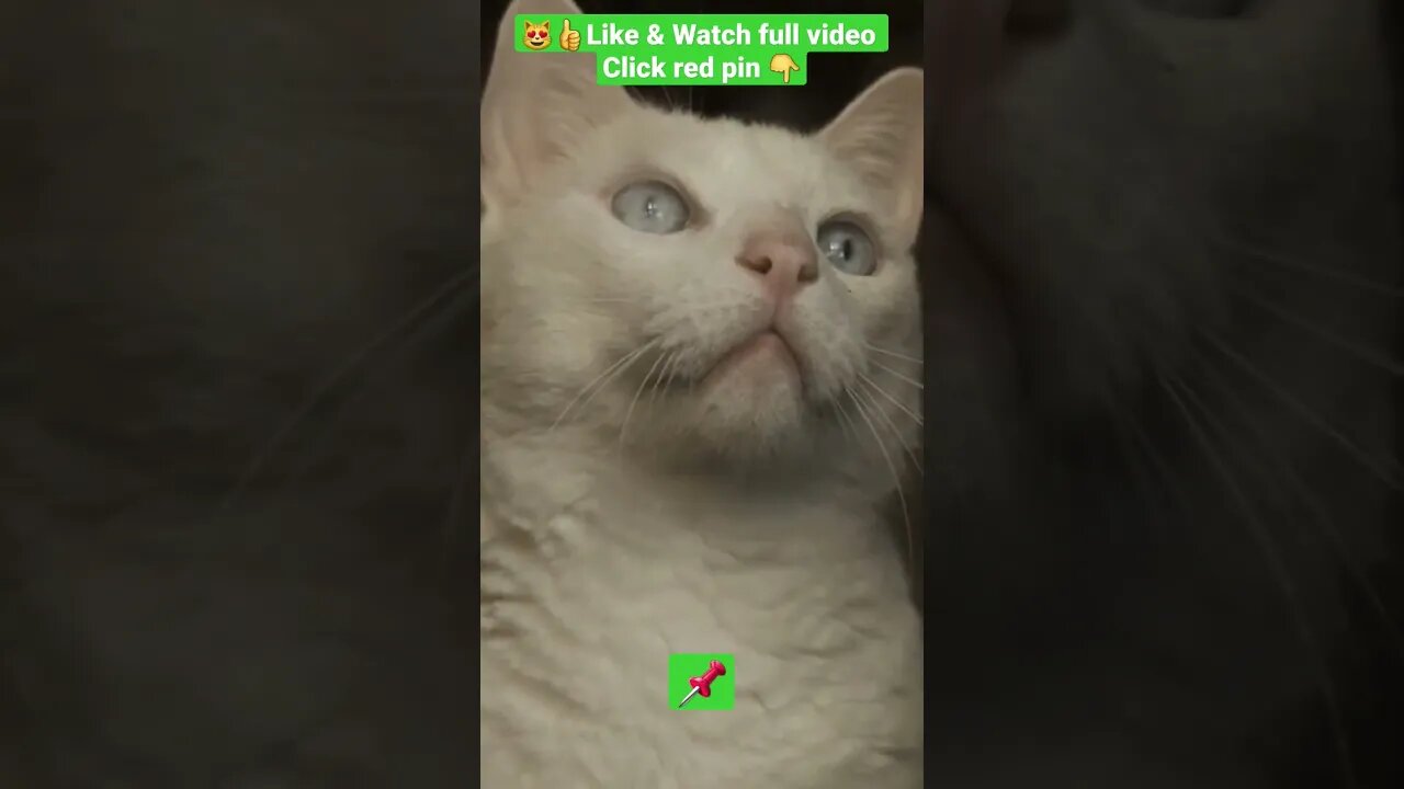 CUTE AND FUNNY CAT COMPILATION OF 2022 PART 5 😻😹