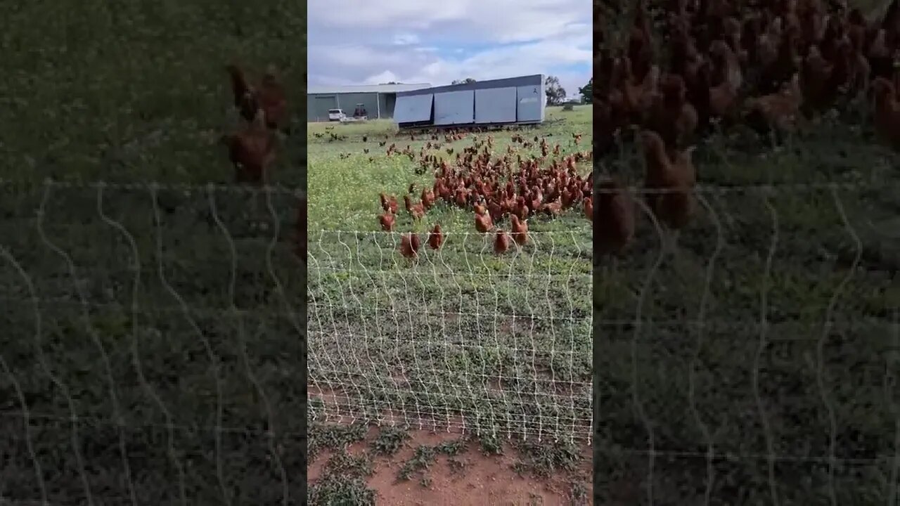 Pullet Chickens Have Settled In Nicely (Now Perch Trained Post Chicken Sweeping)